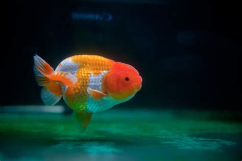 ranchu|ranchu goldfish facts.